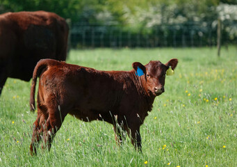 A young red calf standing in a field on a British farm.  © Nigel Harris