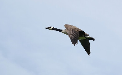 A low angle view of a Canada goose, branta canadensis, in flight against a light blue sky. 