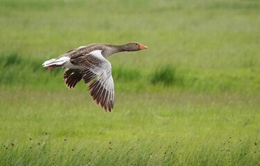 A greylag goose, anser anser, in flight across green fields in a rural setting. 