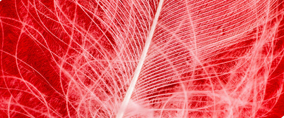 white duck feather on a red background