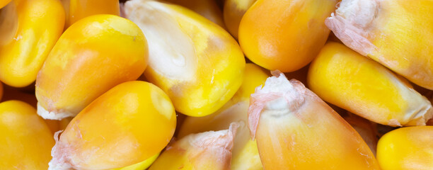 yellow corn kernels with visible details. Background or texture