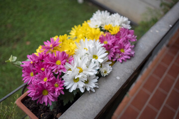 Planter with pink, yellow, and white daisies for flower arranging