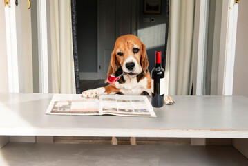 funny beagle dog with a bottle of wine and a smoking pipe reading a newspaper
