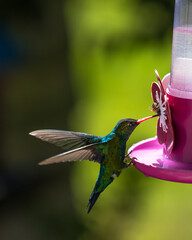Fototapeta premium Hummingbird feeder with bee and hummingbird.
