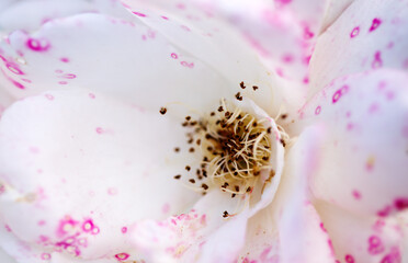 Bright white rose close up, nature background. - 756375120