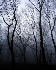 Dark Creepy Forest. Leafless Winter Trees. Halloween Woods.  Balck Silhouette of Leafless Tree Crowns. Winter Landscape Without People. Black Trees on a Foggy Background. Fog in a Dark Forest.