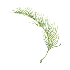 Green palm tree leaf. Watercolor hand painted tropical plant branch. Element on transparent background. Natural botanical illustration. Exotic, holiday, exotic floral card designs, jungle prints