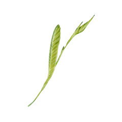 Green plumeria or frangipani leaf, stem and bud. Watercolor hand drawn tropical plant. Elements on transparent background. Natural botanical illustration. Exotic floral card designs, jungle prints