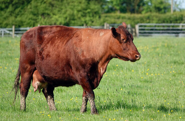 A red cow standing in a field on a British farm. 