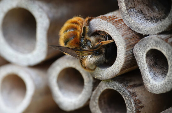 A red mason bee entering a wooden tube to build a nest in the shelter of a manmade insect hotel in a garden. 