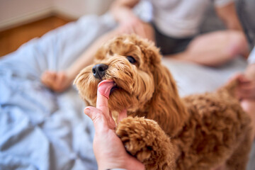 7-month-old cockapoo girl licks a woman's finger, close-up - obrazy, fototapety, plakaty