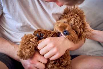 7 month old cockapoo girl gently bites her owner's hand, close-up