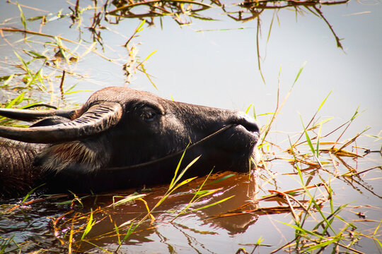 Water Buffalo