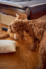 a red cat and a cockapoo are fighting against the background of a bed covered with cardboard to protect from pets