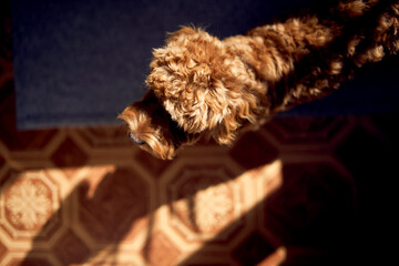 cockapoo in the bright light of a spring day, from above