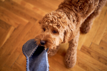 cockapoo with owner's slipper, top view