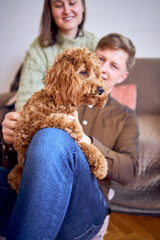 cockapoo in the hands of parents