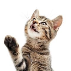 Fototapeta premium scottish fold cat
