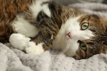 Cute pet. Cat with green eyes lying on soft blanket at home - obrazy, fototapety, plakaty