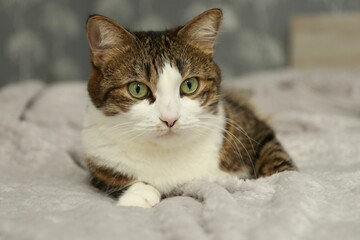 Cute pet. Cat with green eyes on soft blanket at home