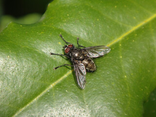 Shiny male bristle fly (Macquartia sp.) resting on a green leaf