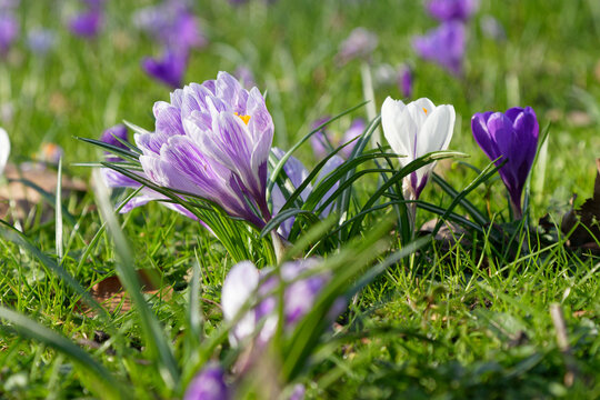 crocus