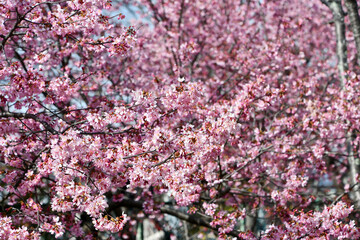 京都 長徳寺のオカメ桜	