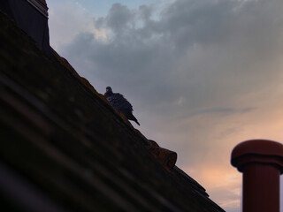 Taube auf dem Dach 