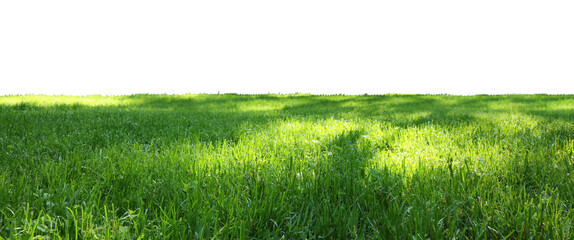 Fototapeta na wymiar Meadow with bright green grass on white background, banner design