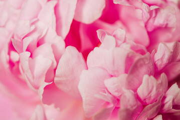 close-up pink flower peony petal abstract background