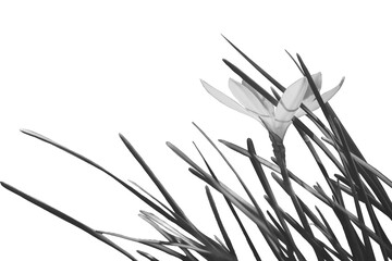 Flower grass isolated White black
