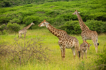 giraffe in the savannah - 756385702