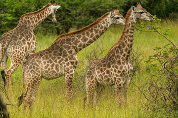 giraffe in the wild - 756385712