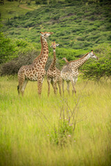 giraffe in the savannah - 756385757