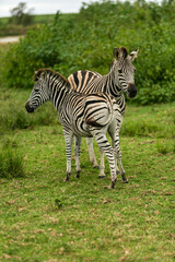 zebra in zoo - 756385763
