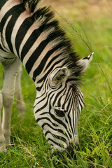 zebra eating grass - 756385788