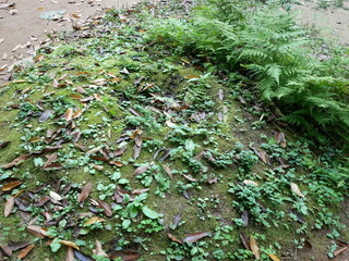 Fototapeta premium 苔