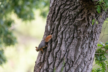 A squirrel in the trunk of a plane tree.