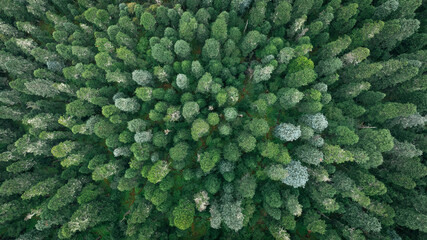 Aerial footage of beautiful high altitude forest  mountain landscape