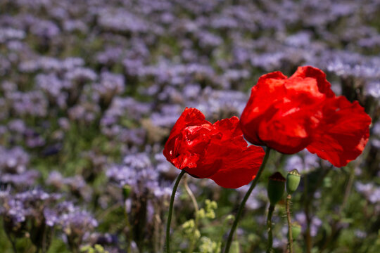 Purple phacelia field with red poppies in early summer.