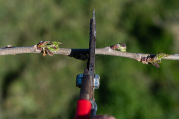A man is pruning a tree with a pair of scissors.