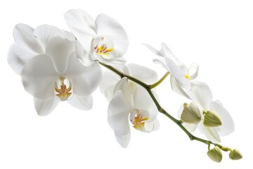 Fototapeta na wymiar White Orchid - Flora's Precious Beauty for the Spring Anniversary Blooming on a Clean Background