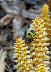 A bumblebee on Bear corn, Conopholis americana. The creamy white flowers of this parasitic plant...