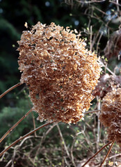 dry petals of hydrangea inflorescence in winter close up