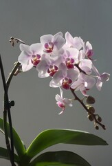 pink orchid Phalaenopsis flowers close up