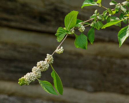 An arching branch of the White beautyberry, Callicarpa americana var. alba, with clusters of white fruits and leaves.