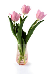 pretty pink tulips close up at spring