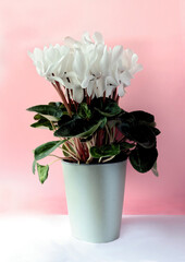 colorful flowers of cyclamen potted plant close up
