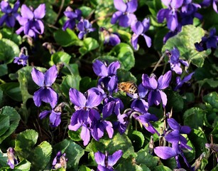 fragrant sweet violets  flowers close up