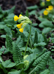 yellow flowers of primrose - primula plant close up